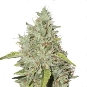 Seedstockers - Northern Lights